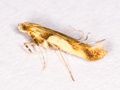 Caloptilia honoratella